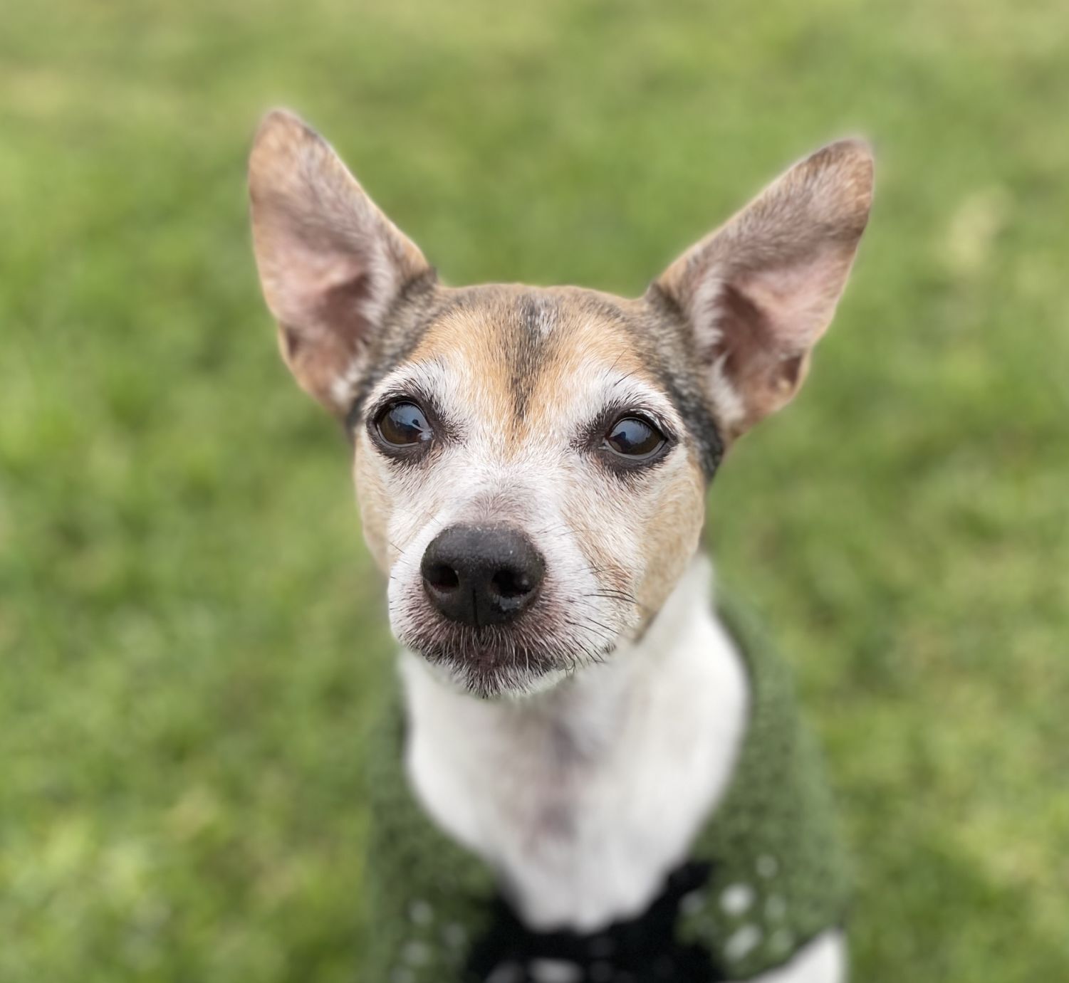 Benji